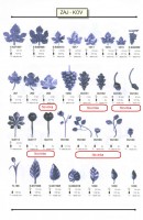 /album/kompomenty/a013-ka-ko-int-jpg/